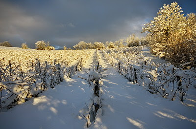 Snow and sun on the vineyard