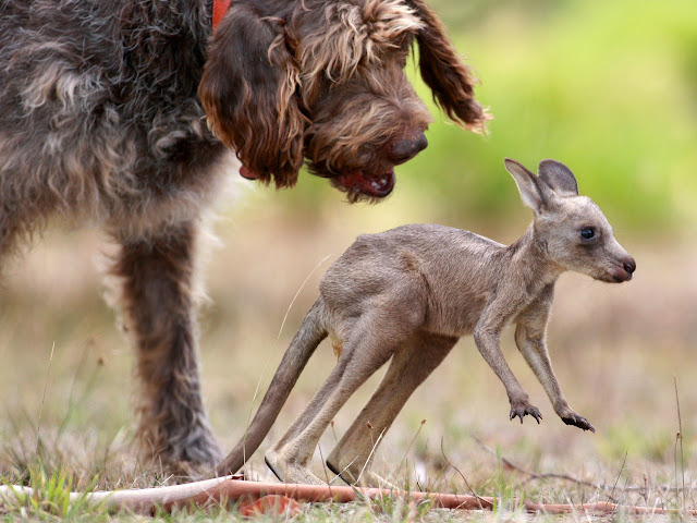 Когда детеныш кенгуру потерял свою мать, эта собака приняла его как своего