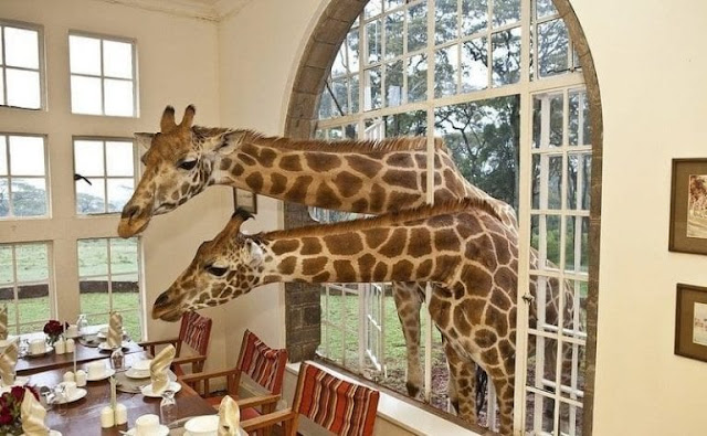 Giraffe Manor, Kenya كينيا