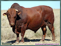 gambar banteng
