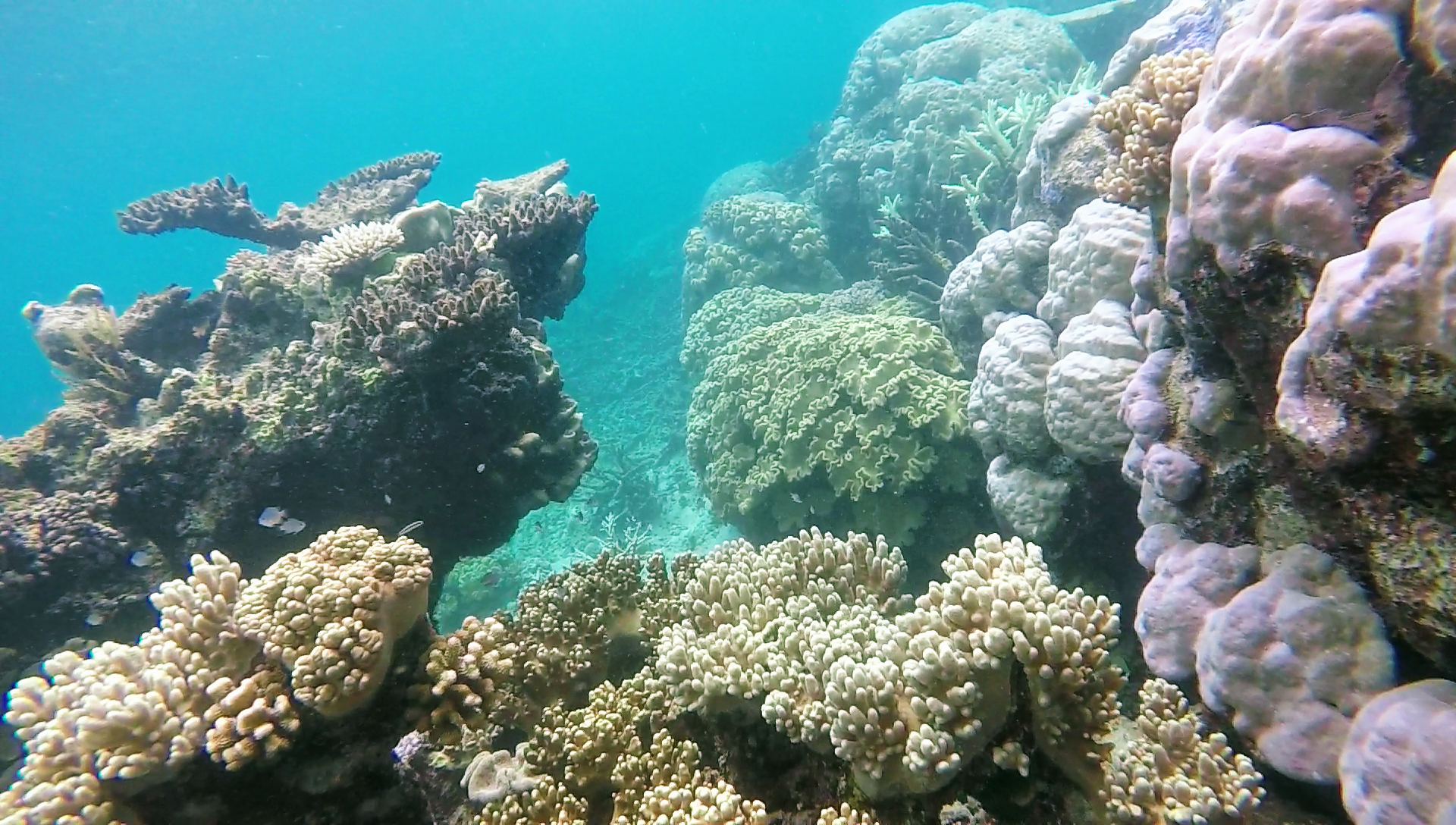Scientists Discover A Vast Coral Reef Taller Than The Empire State Building: Great Barrier Reef