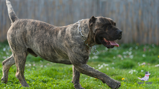 Presa Canario