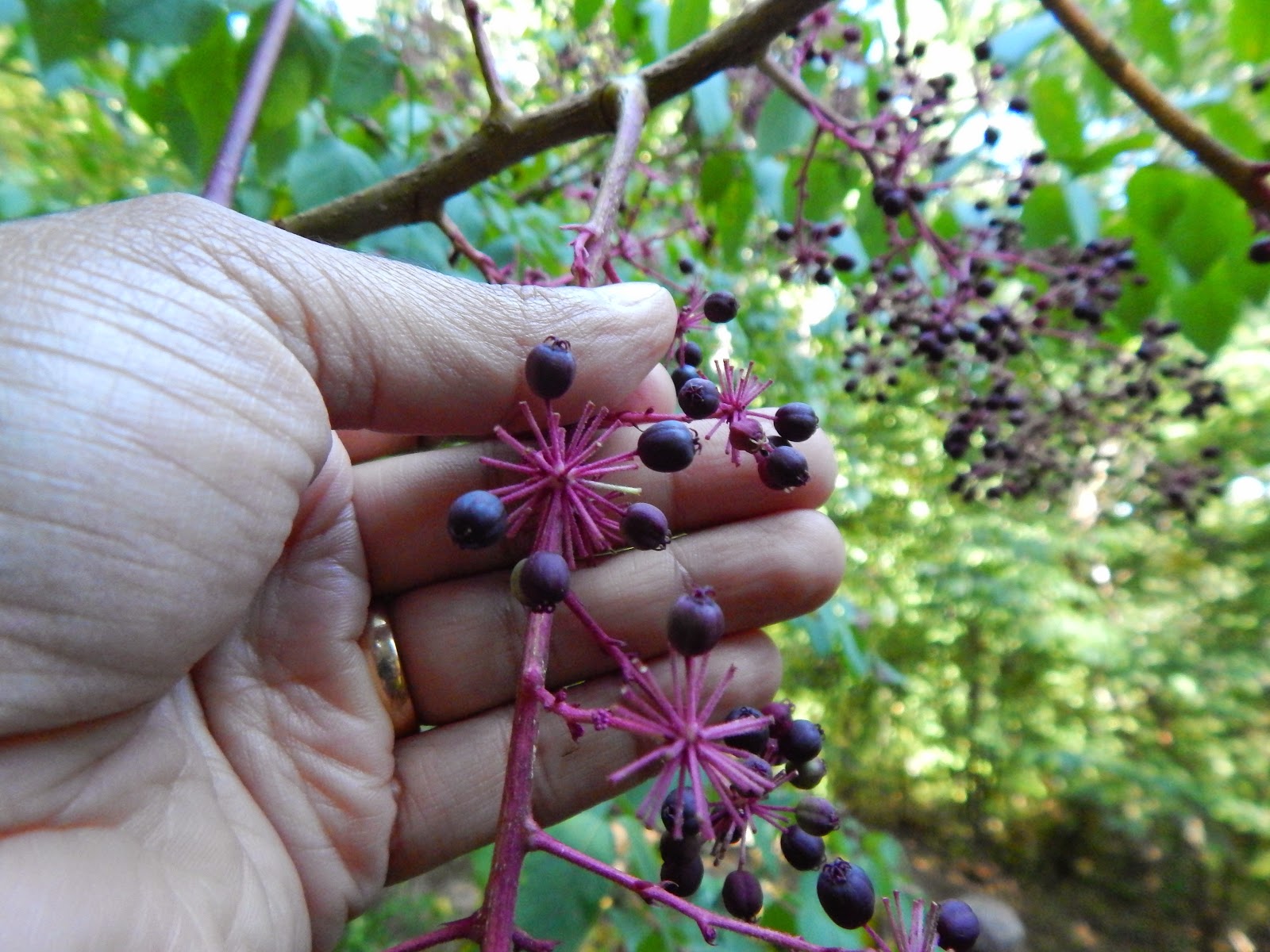 Capital Naturalist by Alonso Abugattas The Devil's Walkingstick