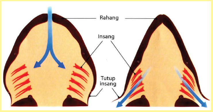 3. Kelompok 3 membuat bagan cara kerja organ pernapasan pada serangga.