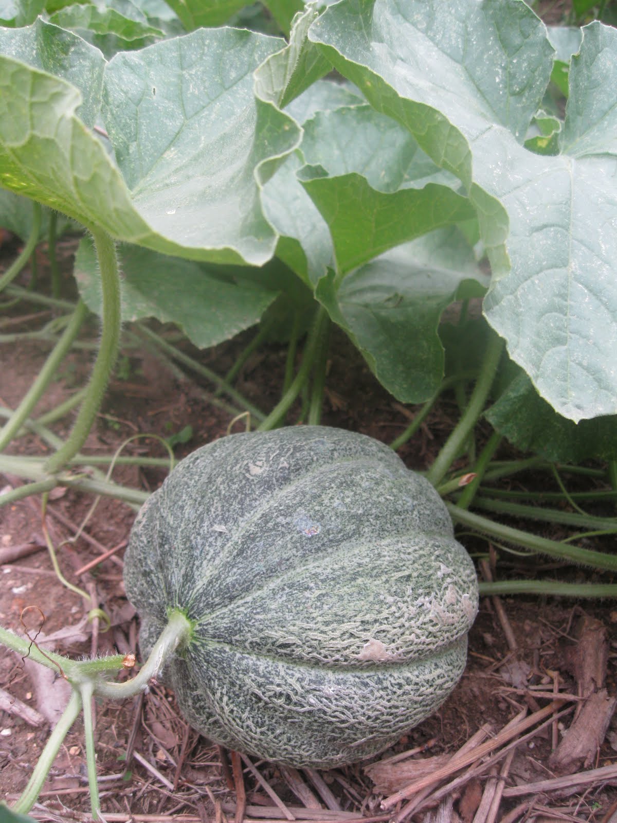 The Mountain Gypsy Still Watchin My Melons Grow