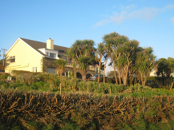 Palm Trees In Ireland !!!