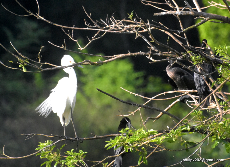 photosofbirdsofsrilanka Egrets and Cormorants at Wasgamuwa National