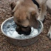 Μπορεί ο σκύλος να πίνει πολύ νερό;...