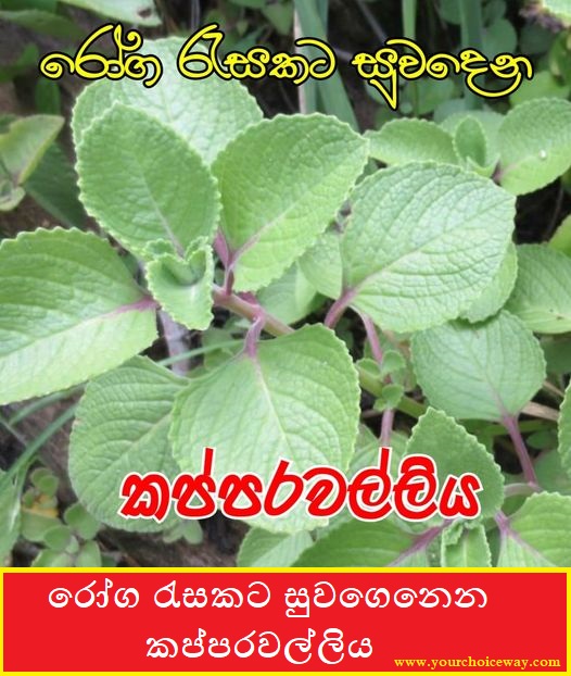 රෝග රැසකට සුවගෙනෙන කප්පරවල්ලිය (Kapparawalliya) - Your Choice Way