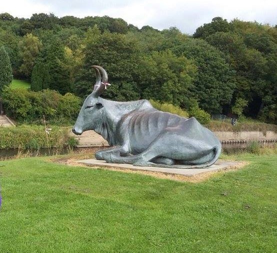 The durham cow
