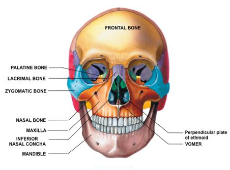 nasal bone x ray anatomy