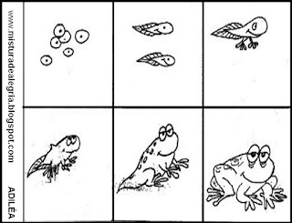 Leitura e interpretação alfabetização,metamorfose do sapo