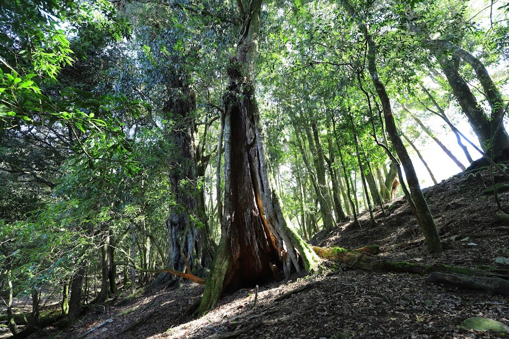 拉夫朗山附近森林中的大樹