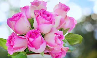 Pink Rose Flowers