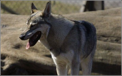 Tamaskan Dog Breed Standard ~ Wolf Look Alikes