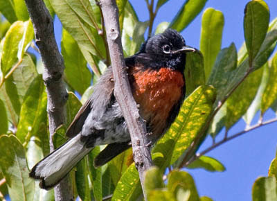 Photo of Painted Redstart in tree Photo of Painted Redstart in tree