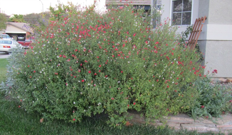 What's in Bloom at the End of October in Paso Robles? Walk with me through my Paso Robles neighborhood to see what's blooming.
