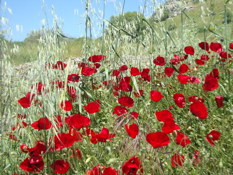 Poppies in Ephesus