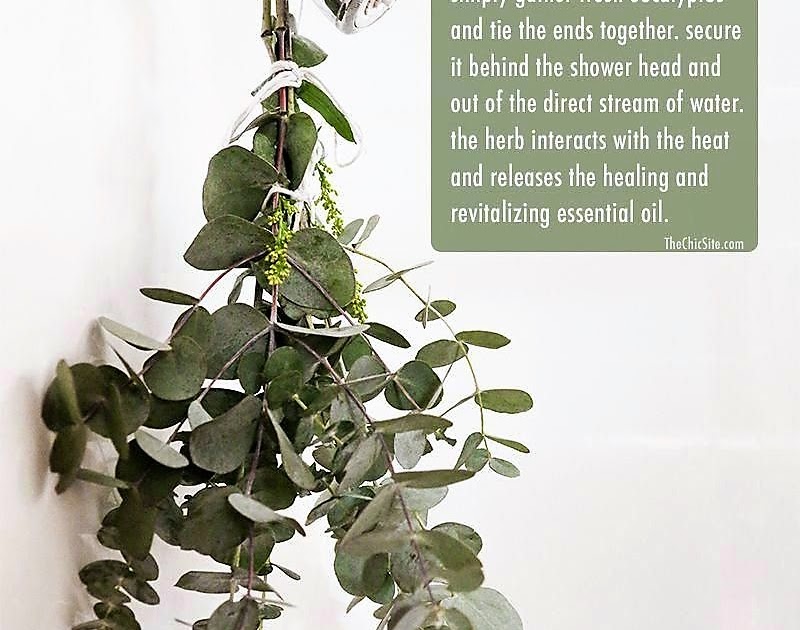 Cat Chit Chat Will steaming fresh eucalyptus branches in my shower