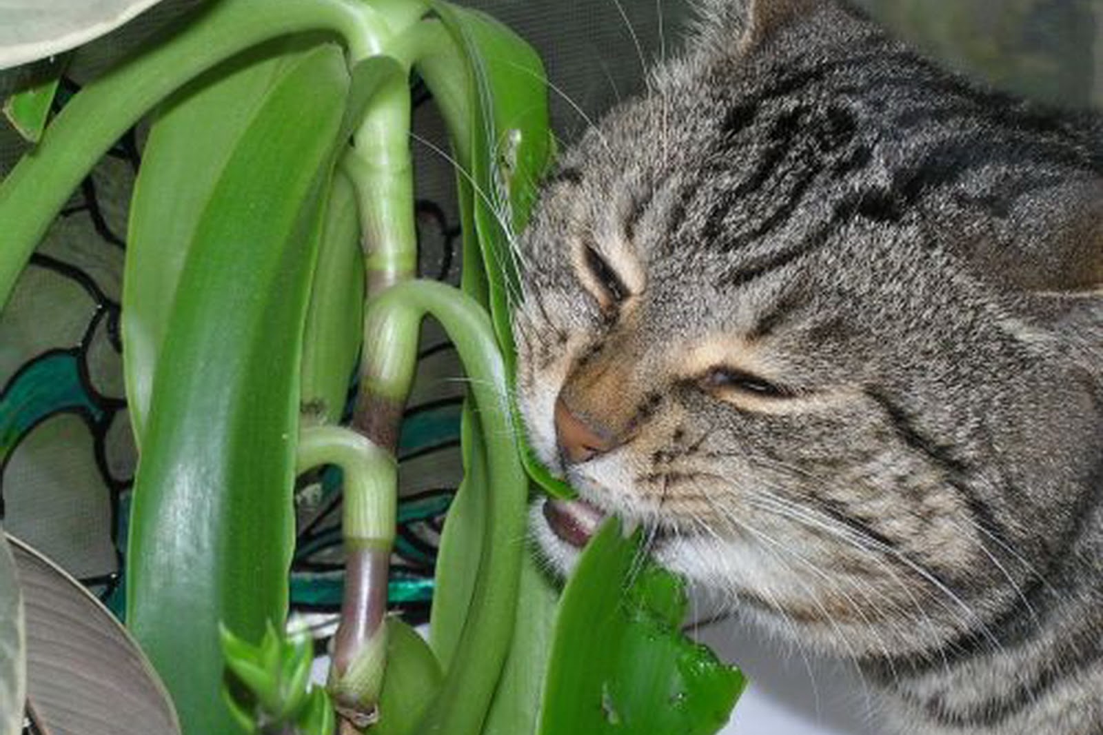Тюльпаны для кошек ядовиты или нет. Золотой ус цветок. Кошки и растения. Кот ест комнатные растения. Домашние растения золотой ус.