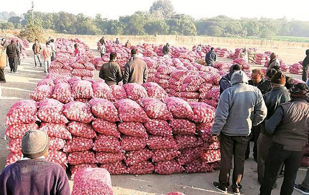 Improve onion crop apmc market prices without increasing onion crop revenue agriculture in gujarat against rising onion demand