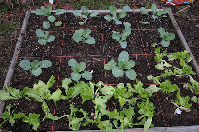 Homestead Life: Square Foot Gardening