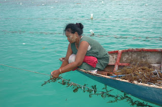 2 Metode Budidaya Rumput Laut yang Dikenal Dalam Aquaculture
