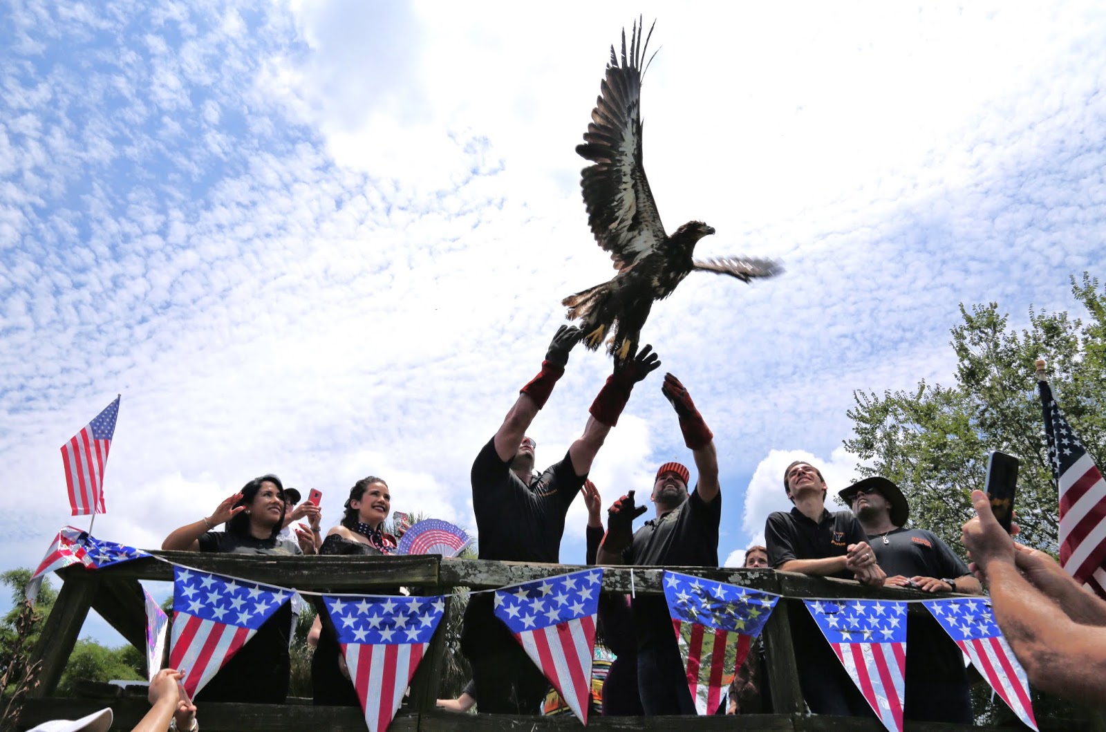 Hispanos americanos liberaron a su medio ambiente dos Águilas Calvas en el  día de la independencia 4 de julio