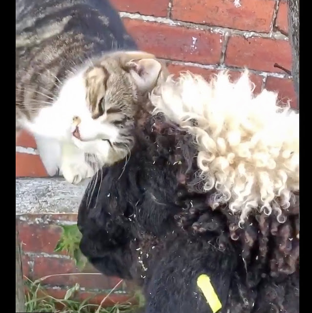 Floss (cat) and Inca (sheep) have a particularly strong bond