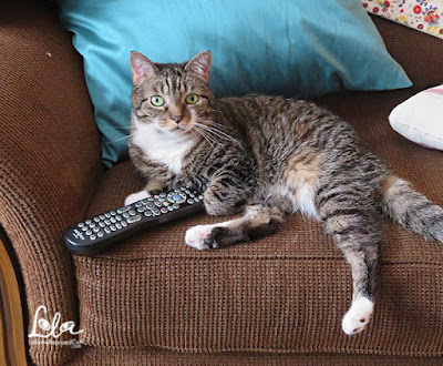 tabby cat with white paws