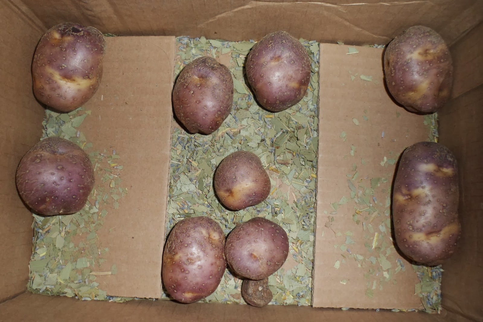 The Perennial Agriculturalist potatoes and winter wheat