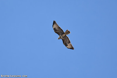 Aligot comú (Buteo buteo)