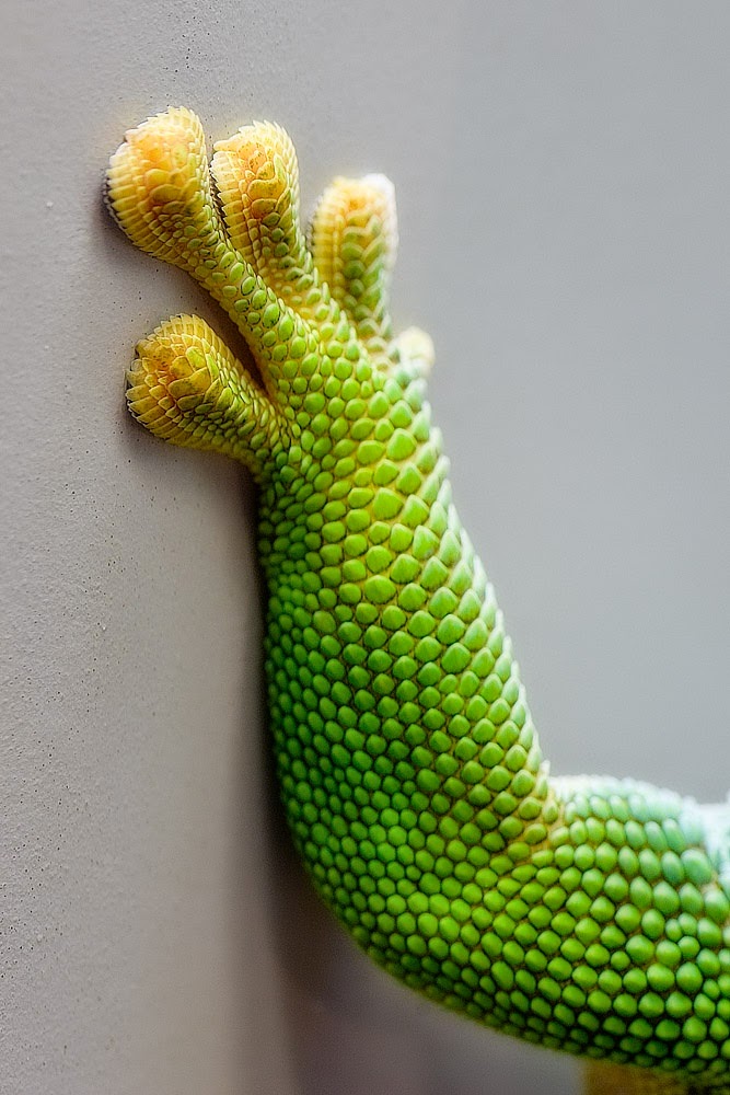 Macro Fotografçılık Bir Kahve Molası