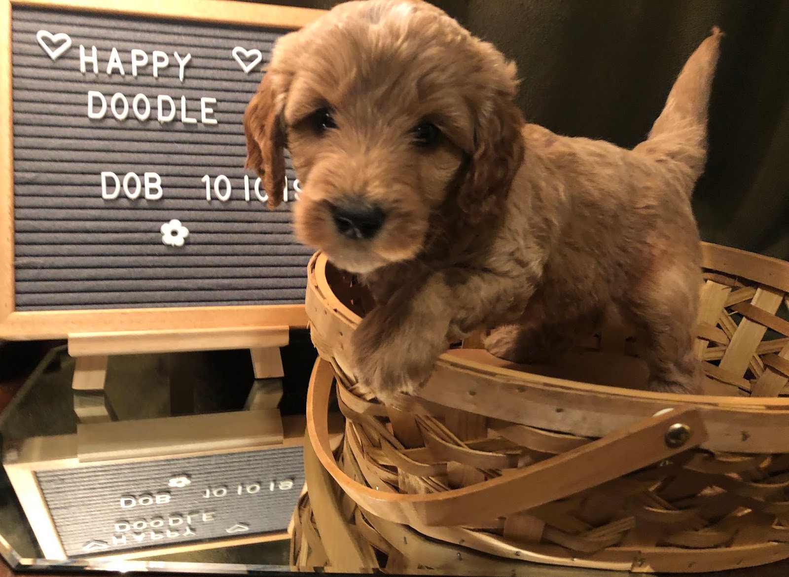 Goldendoodle Dog Breed Information Pictures Characteristics