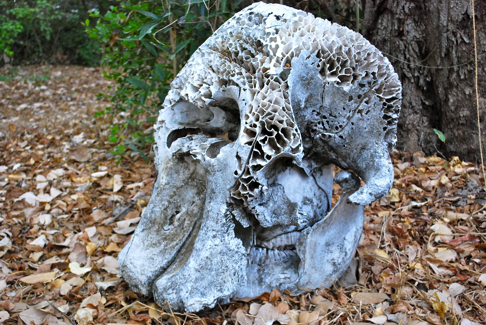 череп слонов