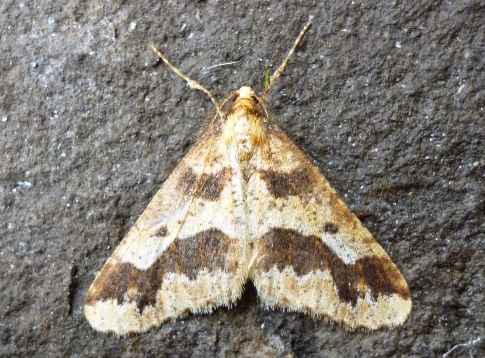 Monmouthshire Moth and Butterfly Group January 2015