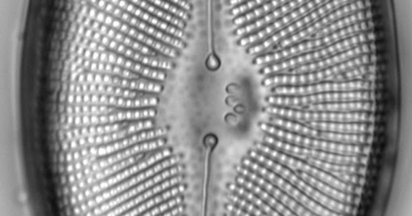 The Spread of Didymosphenia geminata