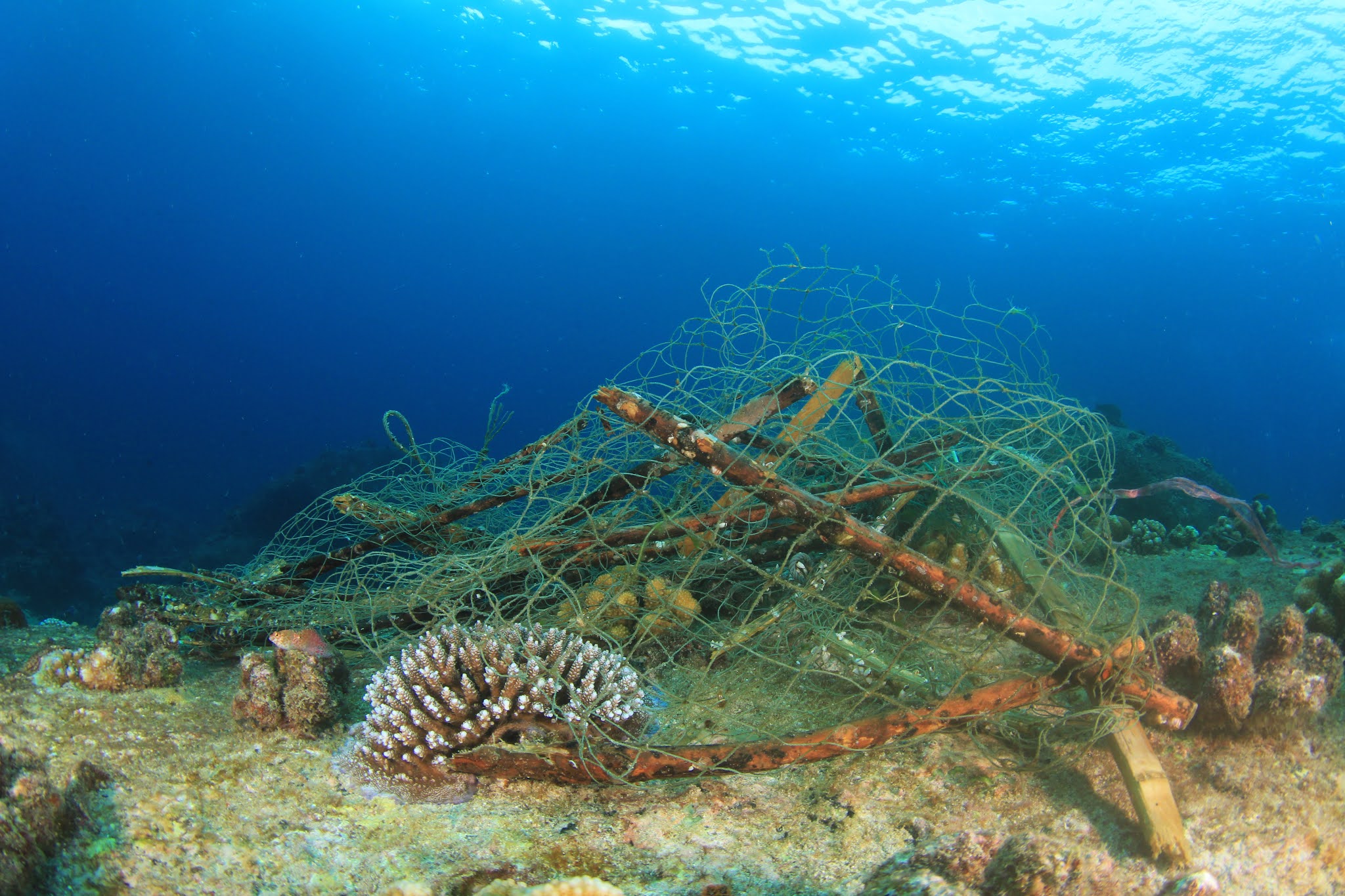Redes Fantasma: Regeneración de Ecosistemas Marinos - Noticias USFQ