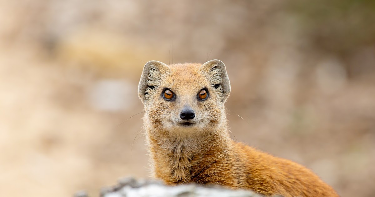 El misterio de Gef la mangosta parlante El Blog Reptiliano