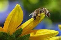 14 lessons I've learned from nature and how they've shaped my life. Bees,