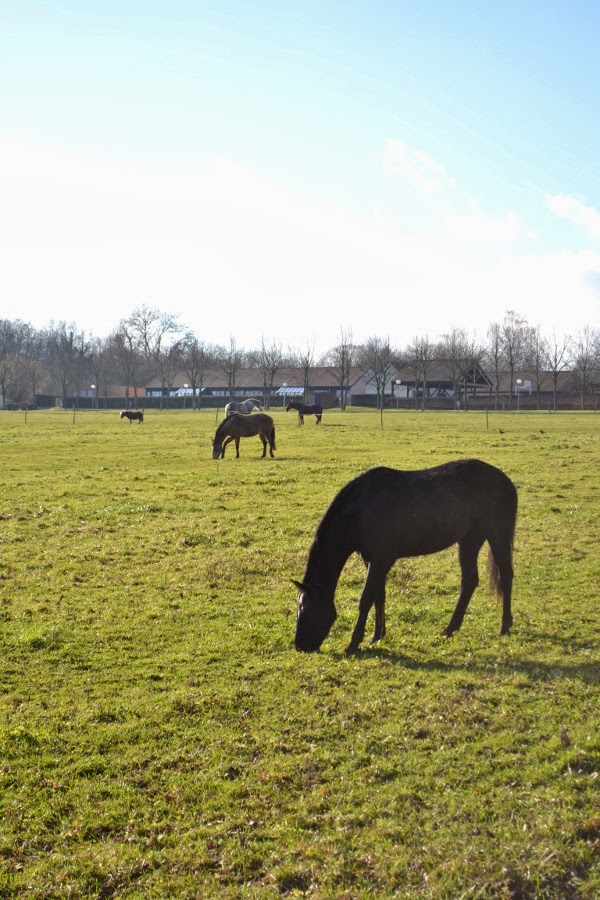 L Homme Qui Murmurait à L Oreille Des Chevaux Distribution Art et glam: L'Homme qui murmurait à l'oreille des chevaux