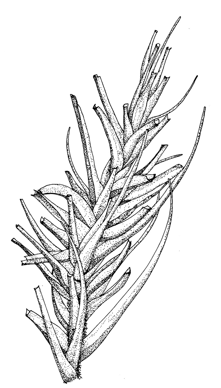 Moss Notes Asexual Reproduction/Vegetative Propagation