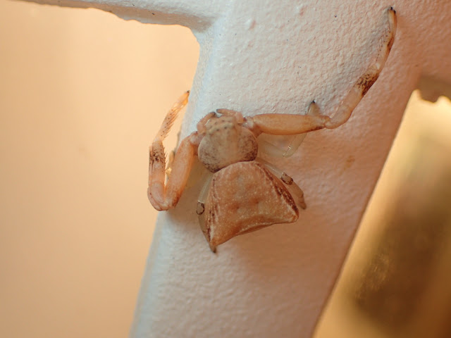 Pistius truncatus Pistius truncatus
