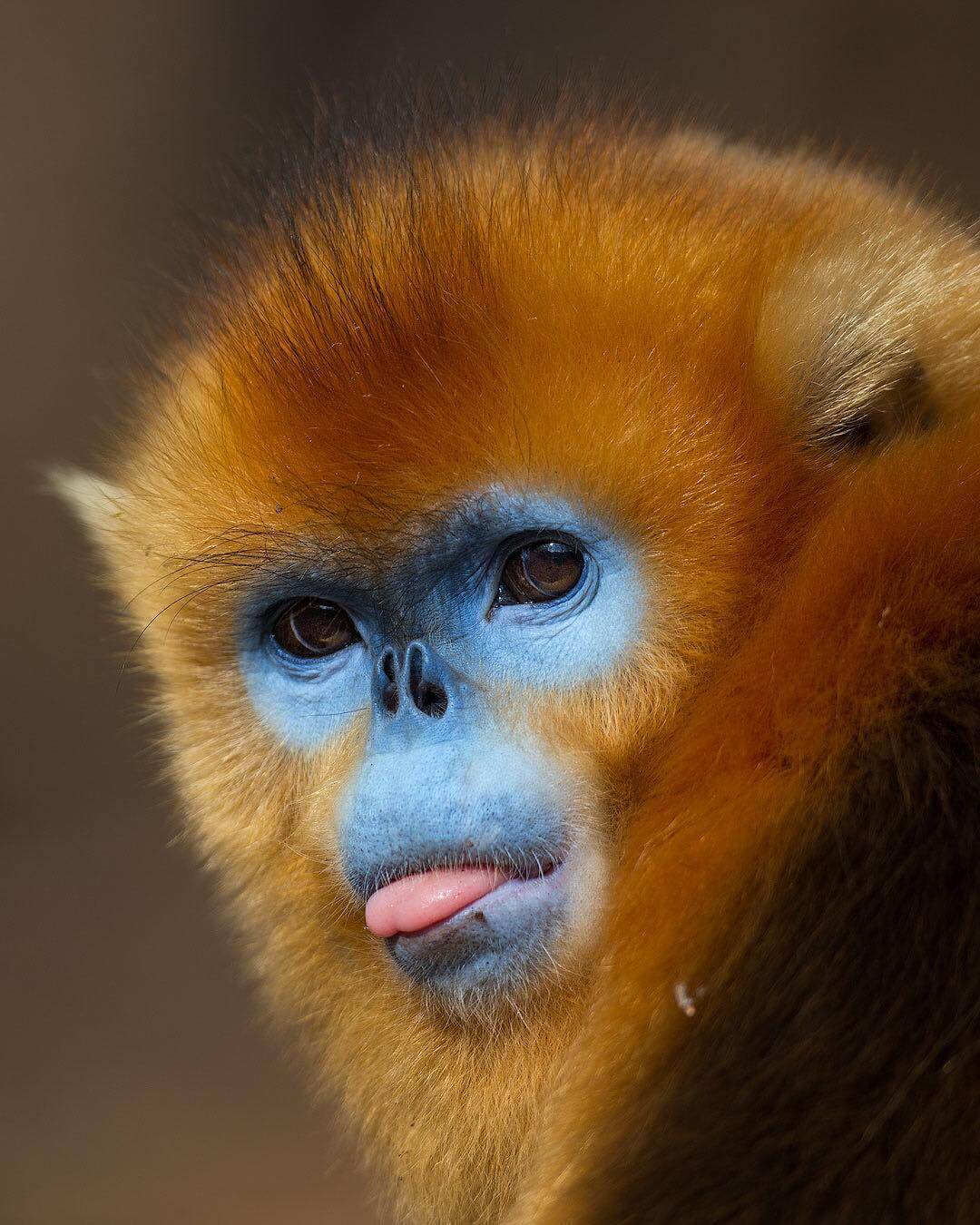 Human-Like Micro-Expressions Of Endangered Animals Across The World (Interview)