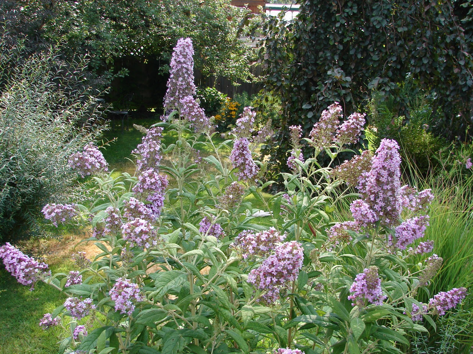 New Utah Gardener Top 10 FallFlowering Waterwise Perennials For Utah