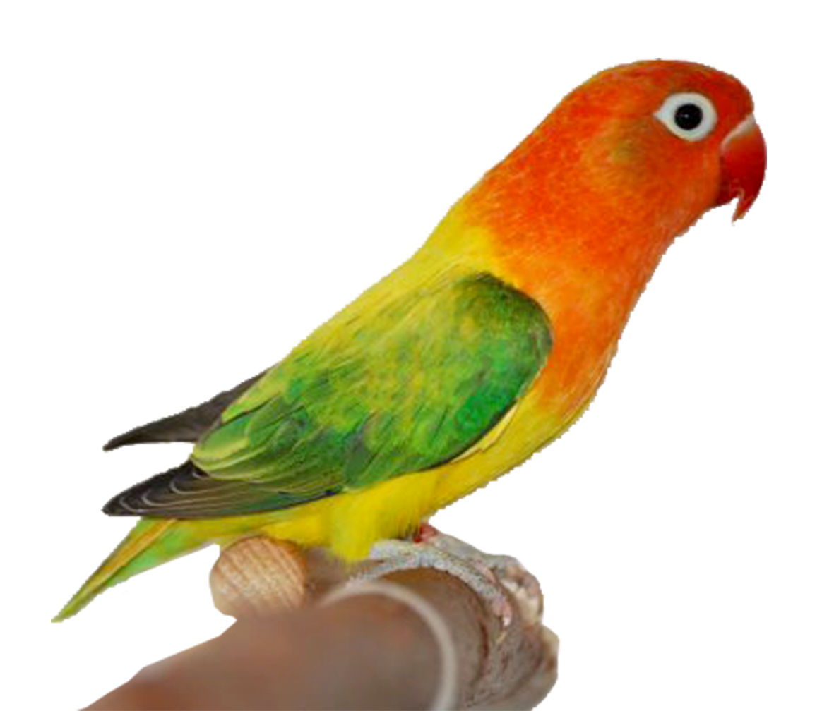 Animasi Kartun Lovebird | Gambar Kartun