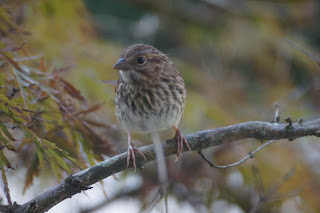 song sparrow