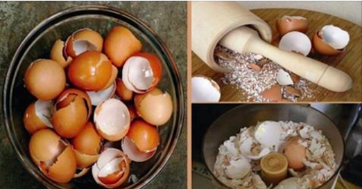 ATTENTION ! Ne jetez plus les coquilles d’œufs !