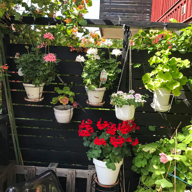 altanpelargoner, pelargoner altanpelargoner, pelargoner
