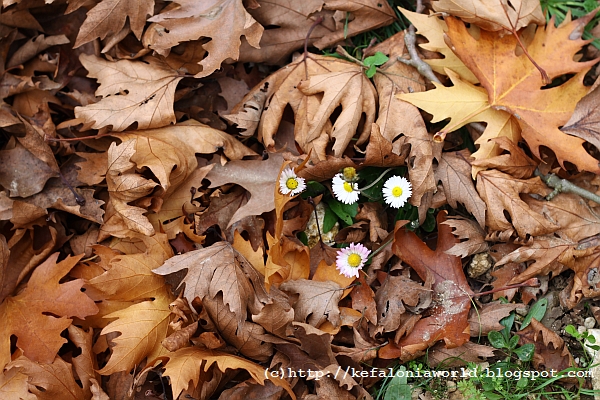Winter colors of Kefalonia